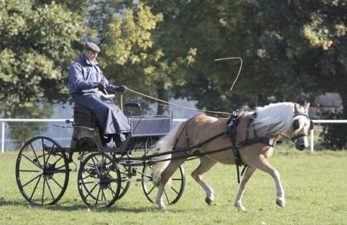 Haflinger Reiterhof Meura - Foto 13