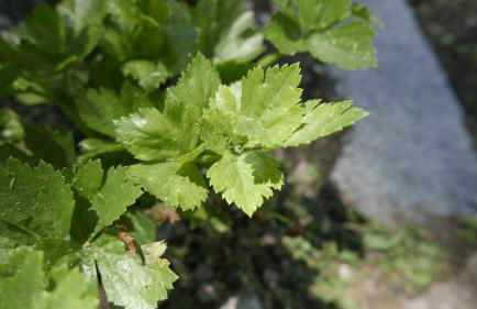 Quater Apartments - Tremezzina - Foto 50