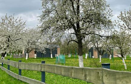 Princess Ślęża - Foto 3