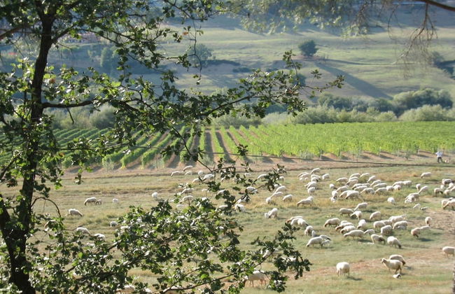 Villa in Lazio With Pool and Vineyards - Foto 31