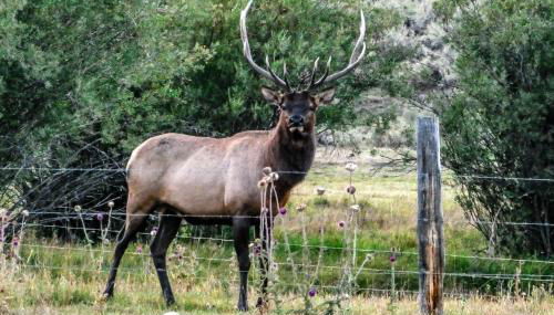 4412 Mackinaw - Foto 4