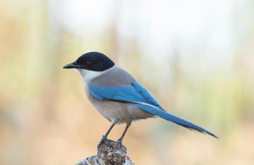 Aum Praia da Luz Resort Apartment - Foto 18