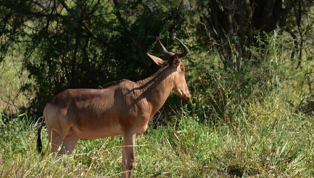 Parque Nacional Tarangire - Excursión privada de día completo - Foto 1