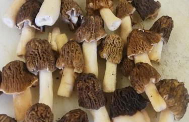 Agriturismo con Cucina tipica Nuova Scardua - Foto 68