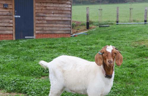 Bee Cottage - Foto 22