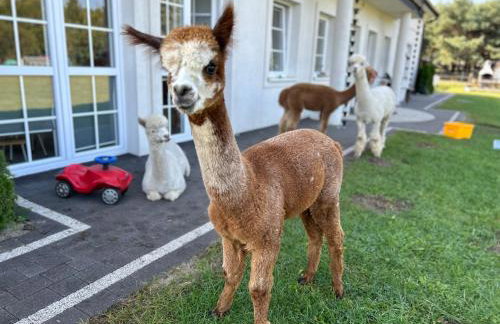 Apartamenty Góra - Foto 3