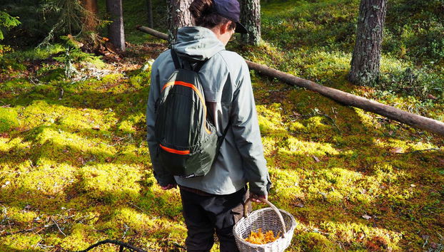 Mushroom hunting in autumn