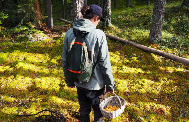Trilha pelo Parque Nacional Liesjärvi - Foto 3