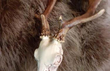 La Cabane des Trappeurs - Foto 43