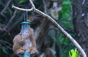 The Sheiling - Photo 19