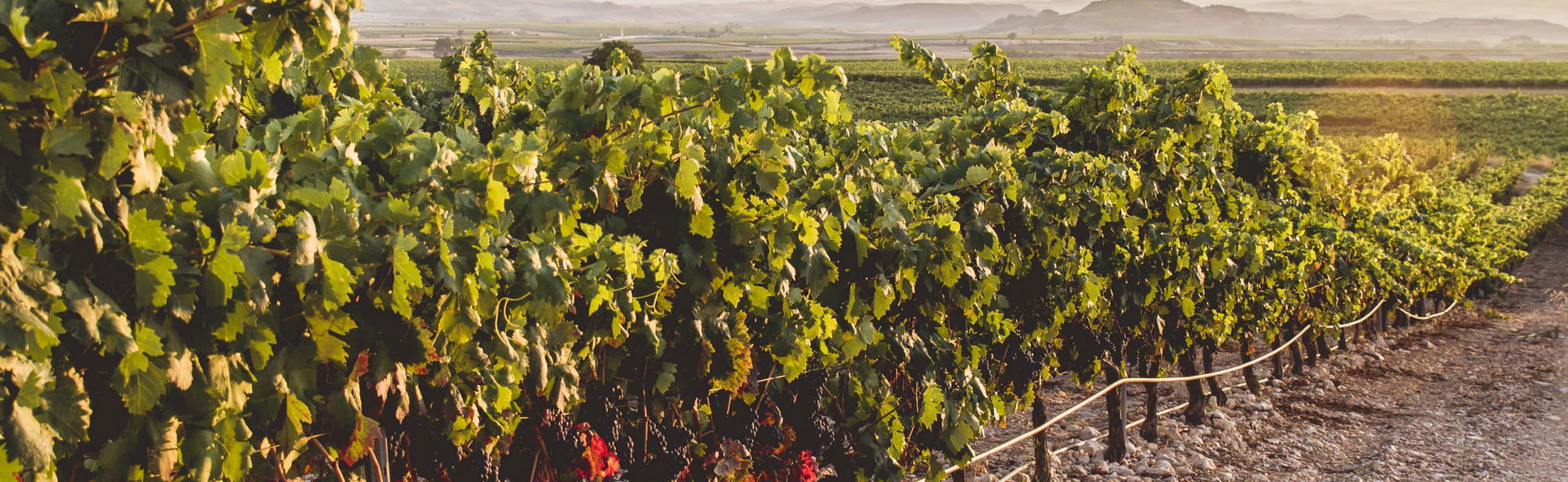 Heras Cordon Winery Tour