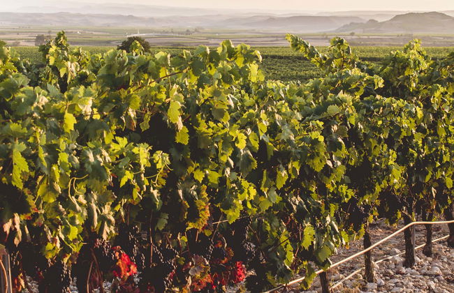 Heras Cordon Winery Tour - Photo 1