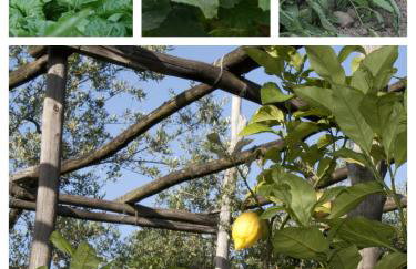 Tenuta Camporosso - Photo 21