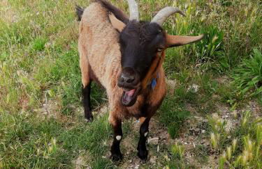 Il Casale dell'Acquabona - Foto 18