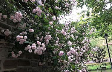 Mosel-Side Junior Suite - Foto 7