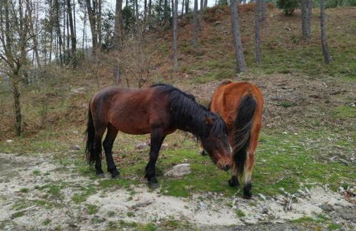 Casa do Corgo - Foto 37