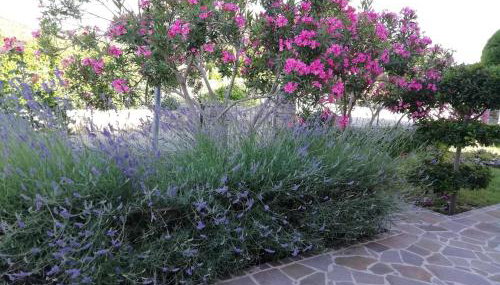 Apartmani Vesna - Foto 5