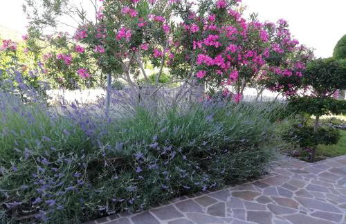 Apartmani Vesna - Foto 5