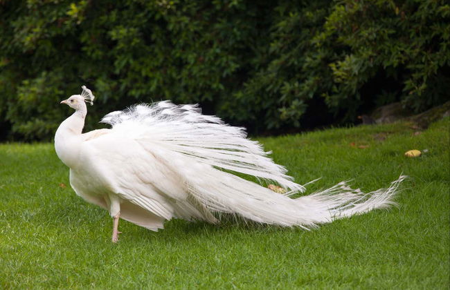 Madre & Bella Islands Hop-On Hop-Off Boat - Photo 5