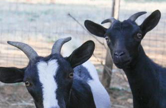 Azienda Agrituristica Baglio Carta - Foto 73