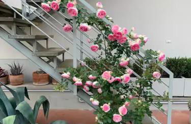 La Casina di Renzino - Foto 8