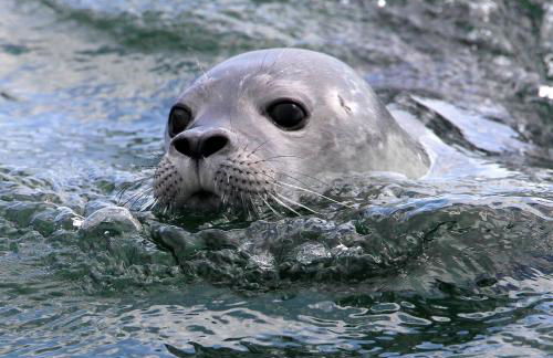 Charming Waterfront Sea Cottage with Private Beach near Bar Harbor, Hancock Maine - Photo 30
