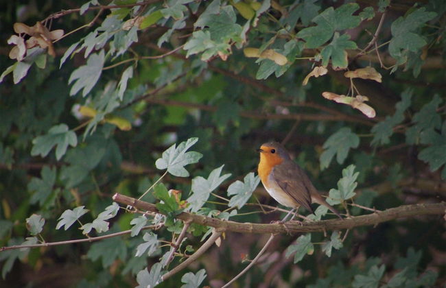 Bungalow in Nes on Ameland With Spacious Terrace - Foto 19