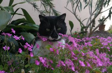 Apartment Punta - Foto 41