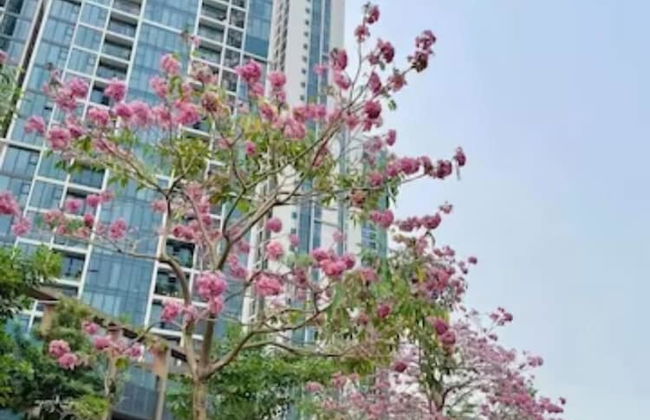 ecogreen saigon - Foto 63