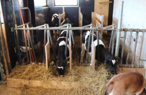 on the Willmann farm - Foto 29