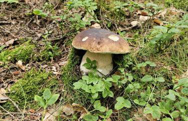 Dom Pod Dębem Agroturystyka - Foto 73