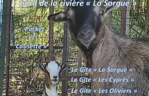 le Mas de la Jardine - Foto 28