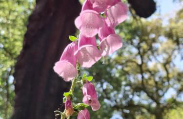 Finca Fuentezaos Cortijo Las Palmeras - Foto 46