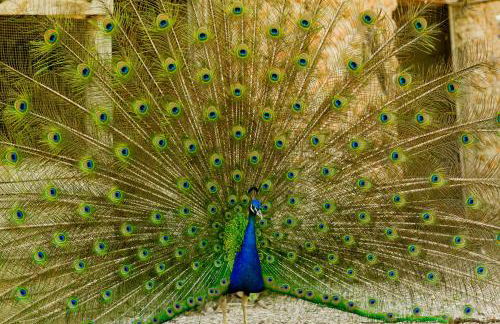 Cortijo Balzain - Foto 74