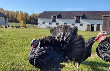 Siedlisko Jelonki - Foto 54