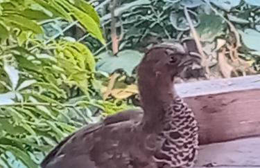 Alpes dos anjos Canela rs chalé luxo Wi-Fi SPLIT COZINHA perto do centro - Foto 18