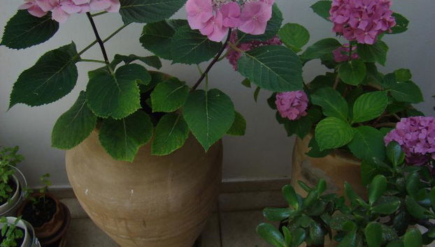 Diamond Apts and Suites - Photo 5