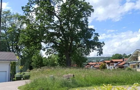 Hirtenbichel - [#93755] - Foto 17