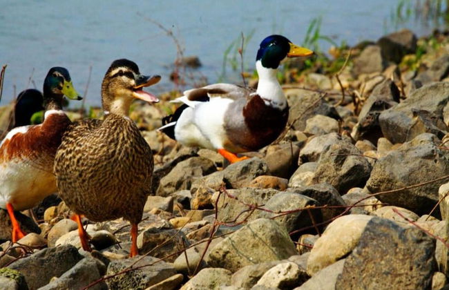 Group Getaway in Arcen - Foto 39