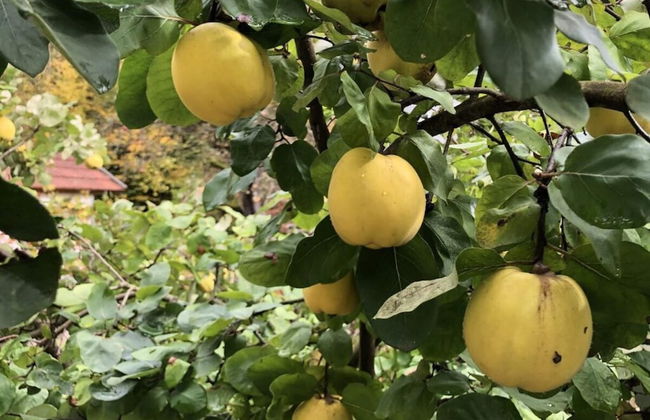 Holiday Apartment Forsthaus Heilsberg - Foto 19