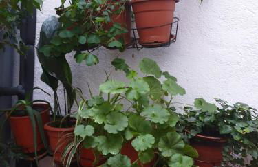 CENTRO MADRID, Las Letras - Foto 5