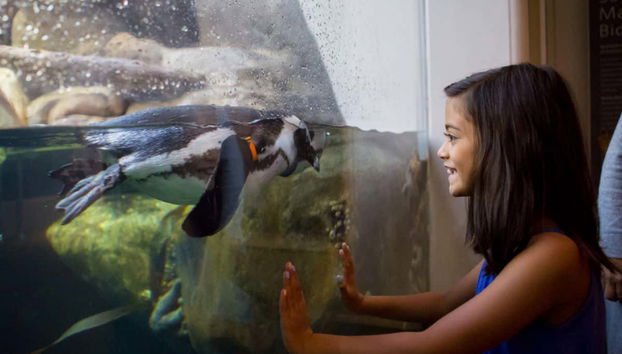 Entrada a la Academia de las Ciencias de California - Foto 4, Niña disfrutando en el museo