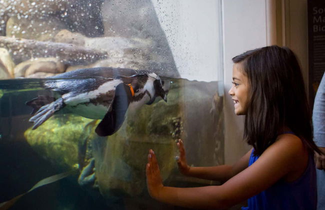 California Academy of Sciences Ticket - Photo 4