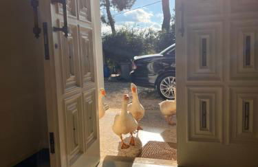 Masseria Principe di Puglia - Foto 16