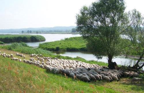 Ferienappartements Schweizer Haus - Foto 12