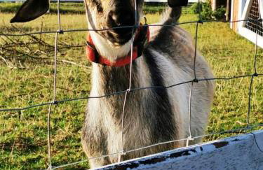 Babie Lato - Foto 26