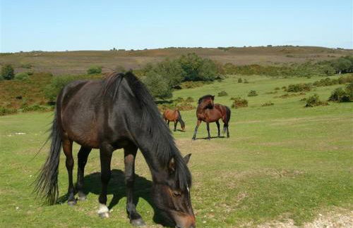 3 Bed in Brockenhurst oc-l30942 - Foto 24