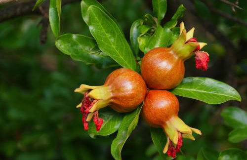 Domus Agricolae Corallina - Foto 51