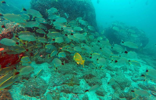 Beginner Scuba Diving - Foto 1