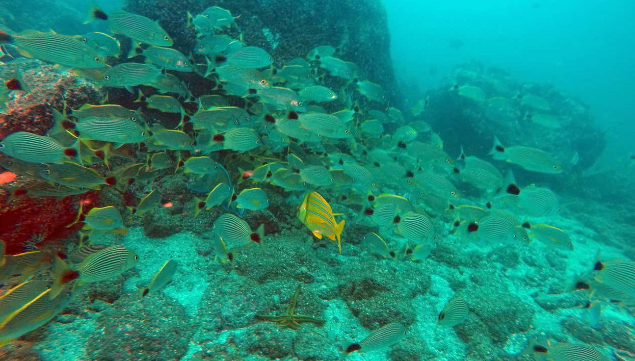 Beginner Scuba Diving - Foto 1